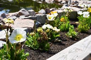 Quelle: Bibelgarten